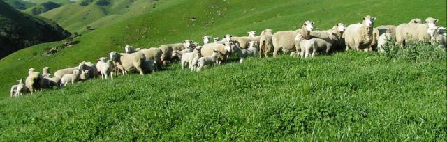 Ewes grazing sub Ewes grazing sub