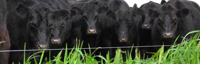 grazing crops grazing crops