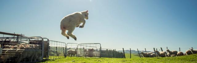 image of jumping lamb