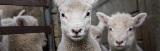 Image of lambs.