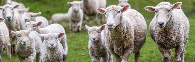 lambs and ewes