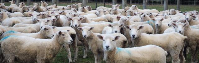 image of sheep flock