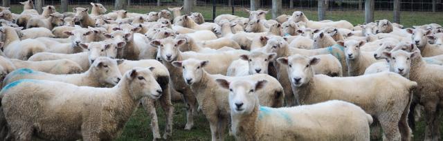 sheep image of sheep flock