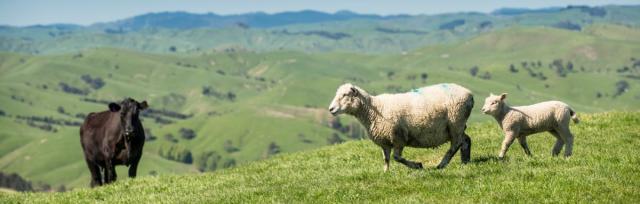 Image of a sheep, lamb and cow on farm.