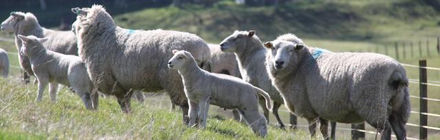 sheep sheep