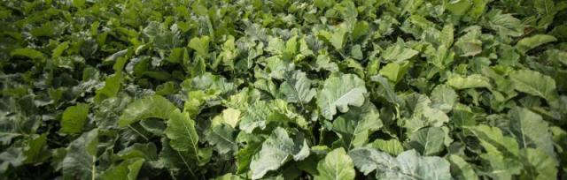winter crops winter crops