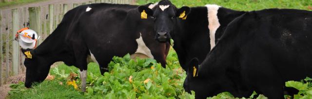winter grazing image of cow grazing in winter crops