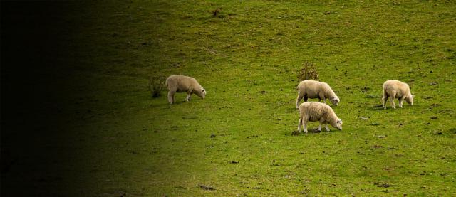 image of sheep feeding
