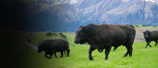 image of bull image of bull