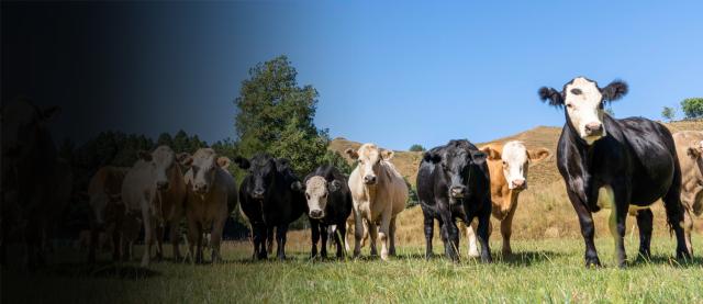 cows cows