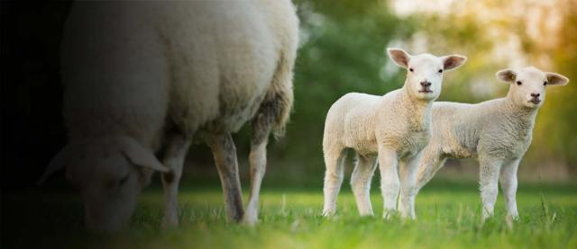 image of ewe and lamb image of ewe and lamb