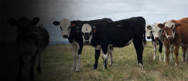Dairy Beef cattle image of dairy beef cattle