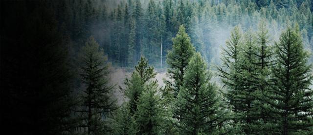 image of pine trees