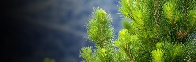 Pine tree Pine tree