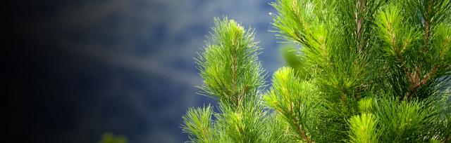 Pine tree