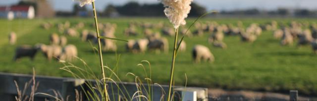 sheep feeding