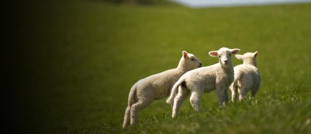 image of triplet lambs