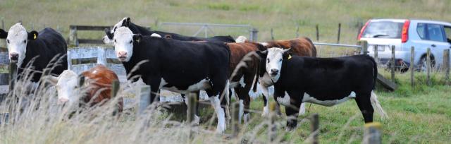 image of cows and ute