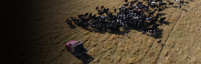 ute and cows ute and cows