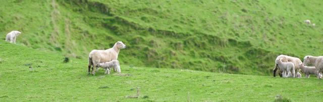 lambing image of lambs and ewes