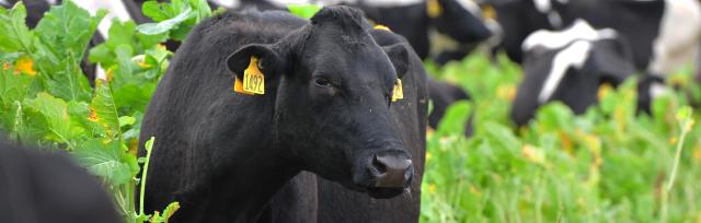 winter grazing of crops image of cow grazing in crops