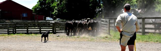 cows in yard 