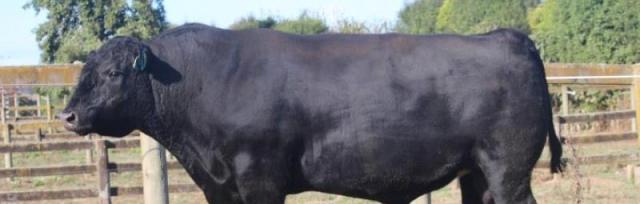bull bull