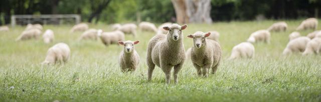 image of lambs 
