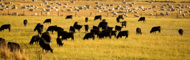 sheep and cows sheep and cows