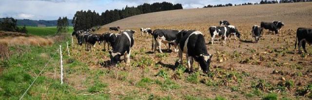 cattle grazing cattle grazing