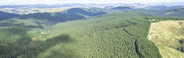 afforestation afforestation