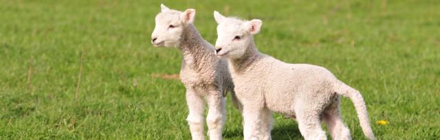 two lambs image of two lambs