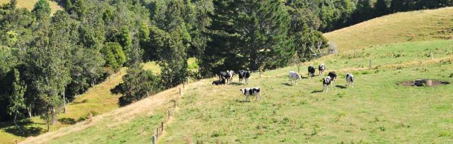 image of cattle on farm in summer