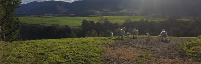 lambs on farm