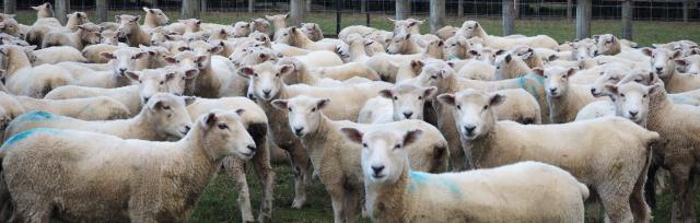 ewe lambs