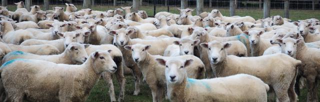 ewe lamb ewe lambs