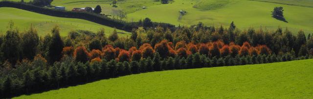 image of trees on-farm