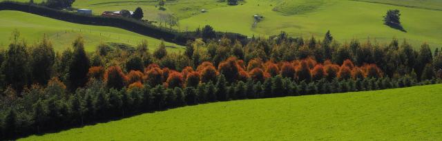 trees image of trees on-farm