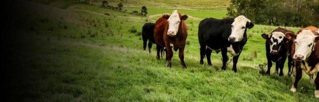 cattle cattle