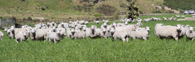 sheep grazing sheep grazing