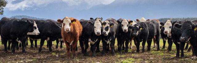 image of cow herd