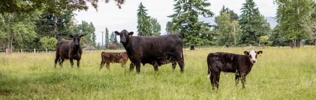 Image of Kepler Farm cows and calves Image of Kepler Farm cows and calves