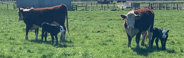 Kepler Sept 2021 Image of cattle onfarm