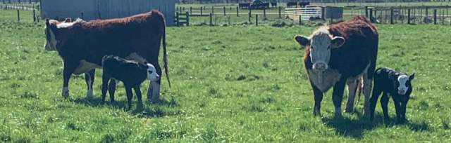 Image of cattle onfarm