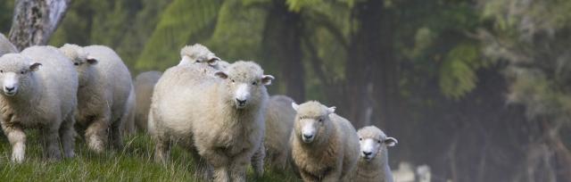 image of sheep and native trees image of sheep and native trees