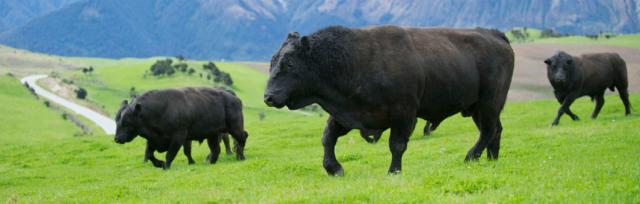 image of bulls image of bulls