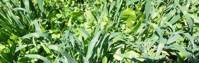 Choosing legumes for dryland farming systems | Beef + Lamb New Zealand