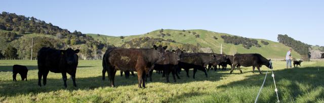 winter grazing