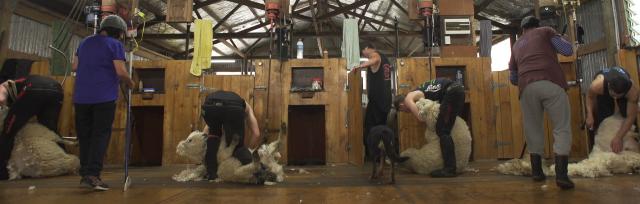 shearing shed shearing shed