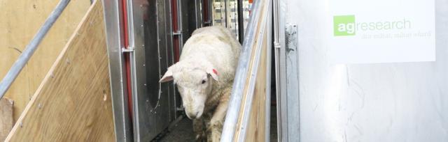 sheep research sheep research